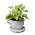 concrete teacup planter